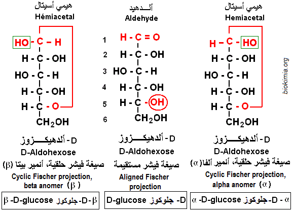 Glucose anomères alpha et béta