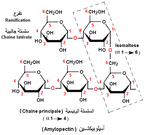 amylopectin
