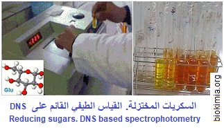 DNS colors