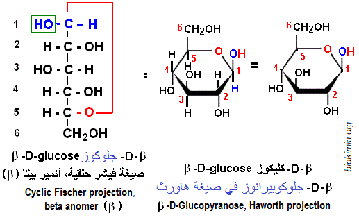glucose. Fisher, haworth