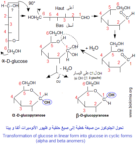 glucose linear cyclic
