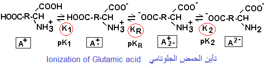 glutamic acid ionization