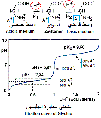 Glycine curve