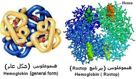 Proteins. Hemoglobin