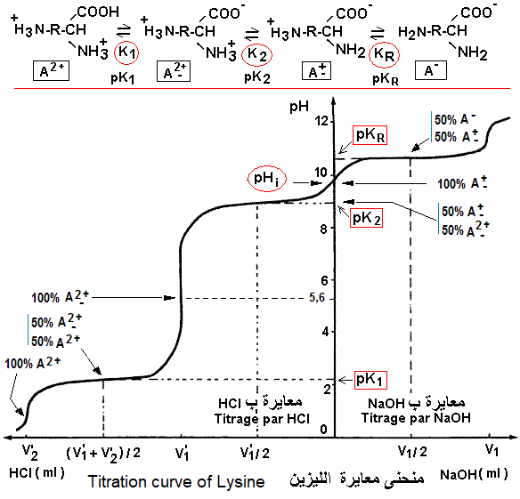 titration curve of Lysine