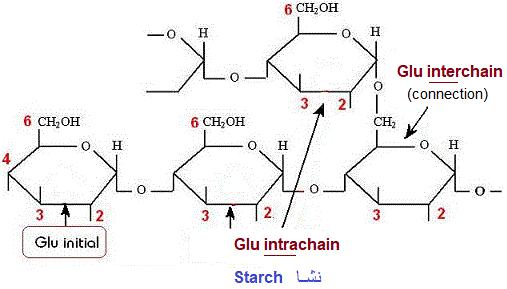starch