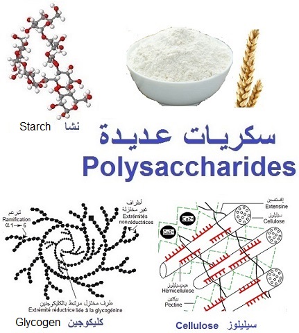  glycogen, cellulose, polysaccharides, السكريات العديدة