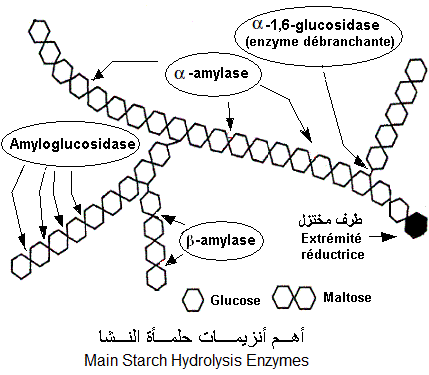 starch hydrolysis enzymes