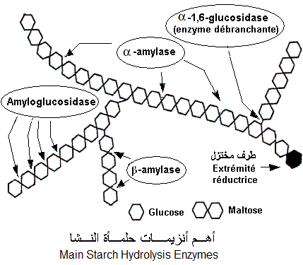 hydrolysis enzymes