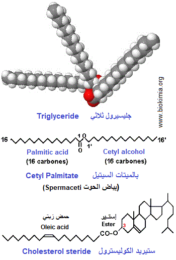 Triglyceride, Cetyl palmitate, cholesterol steride