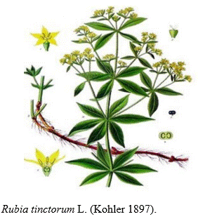 garance, Rubia tinctorum