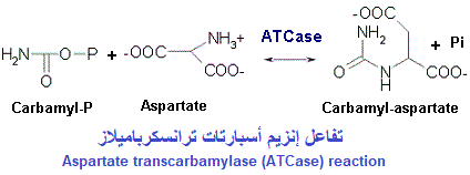 Aspartate transcarbamylase