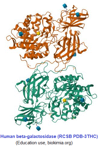 beta-galactosidase, بيتا جلاكتوسيداز