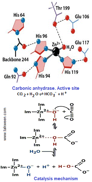 carbonic anhydrase