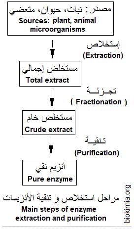 enzyme extraction
