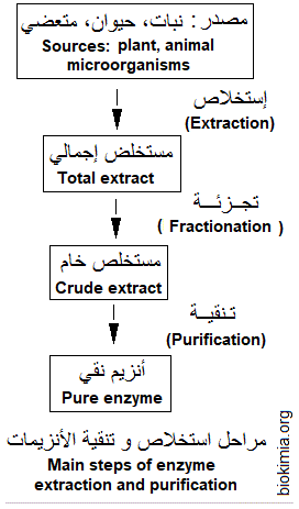 enzyme purification