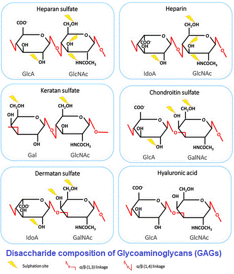 GAG disaccharides