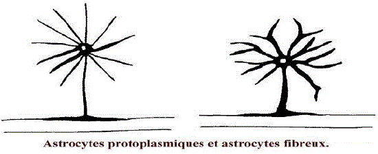 astrocytes