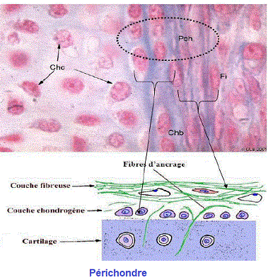 périchondre