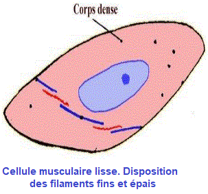 cellule musculaire