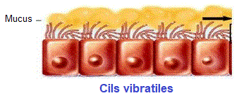 cils