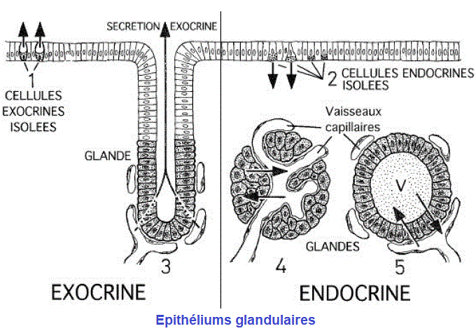 épithélium glandulaire