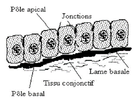 epithelium non vascularisé
