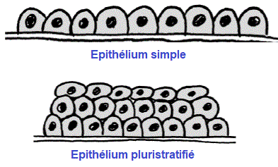 épithélium