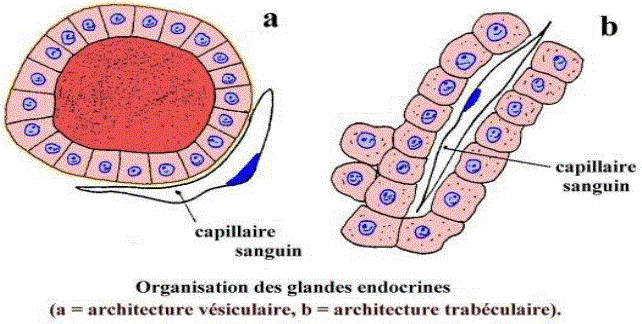 vésiculaire, trabéculaire