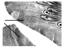 glande pluricellulaire