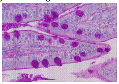 glande unicellulaire