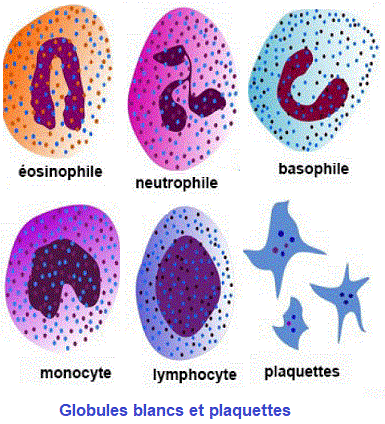 globules blancs