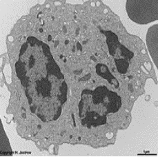 granulocyte neutrophile