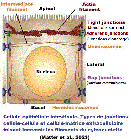 jonctions cellulaires