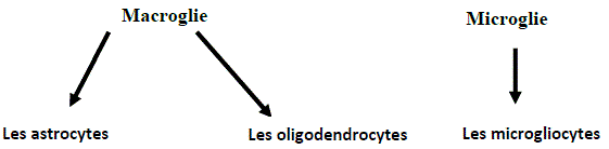 macroglie, microglie
