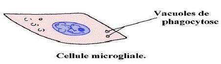 microglyocyte