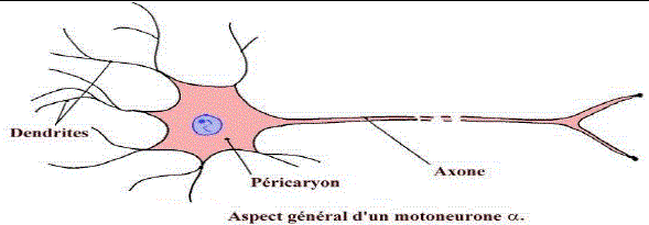 motoneurone