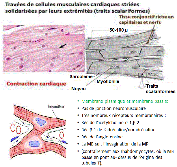 muscle cardiaque