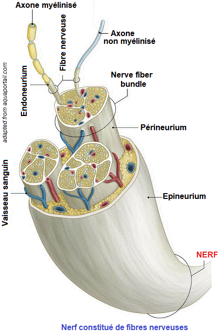 nerfs, tissu nerveux