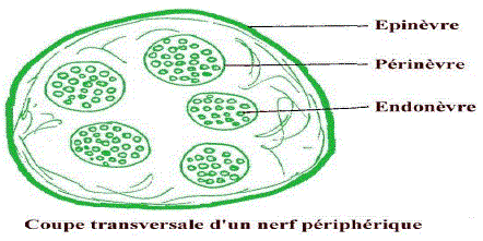 nerf périphérique