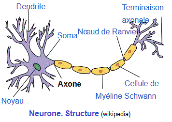 neurone