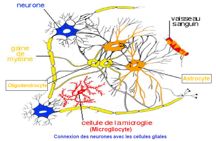 cellules gliales