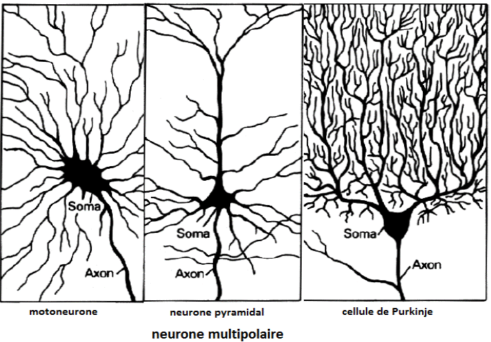 neurones multipolaires