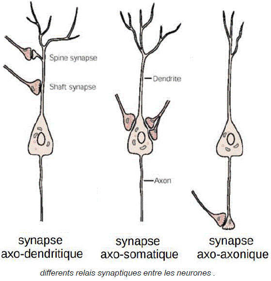 relais synaptiques
