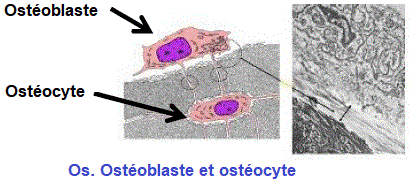 ostéoblaste