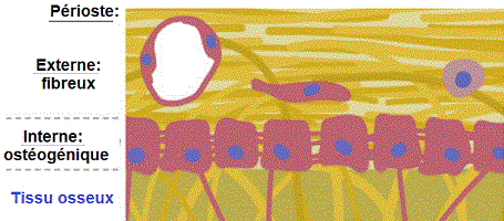 périoste