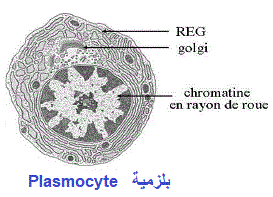plasmocyte