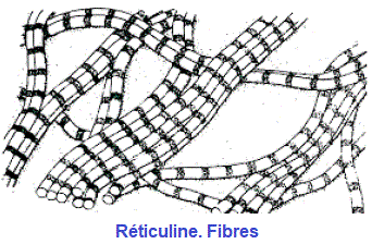 reticulines