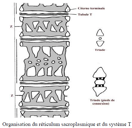 réticulum sarcoplasmique
