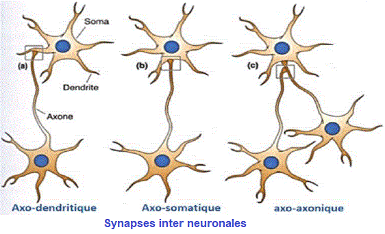 synapses interneuronales